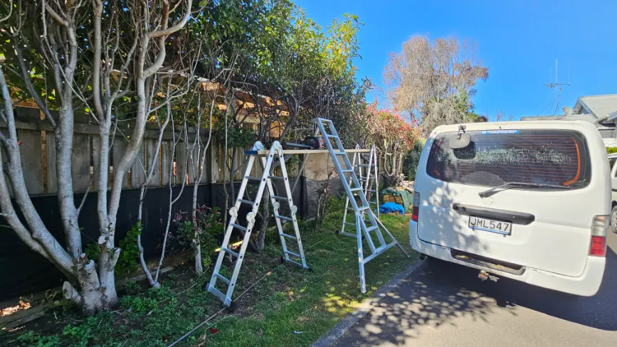 Tree Pruning & Removal
